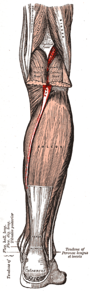 File:Gray438-Musculus plantaris.png