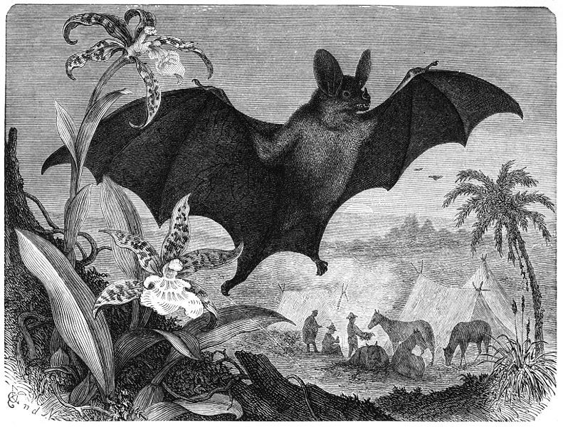 File:Grosse Vampirfledermaus-drawing.jpg