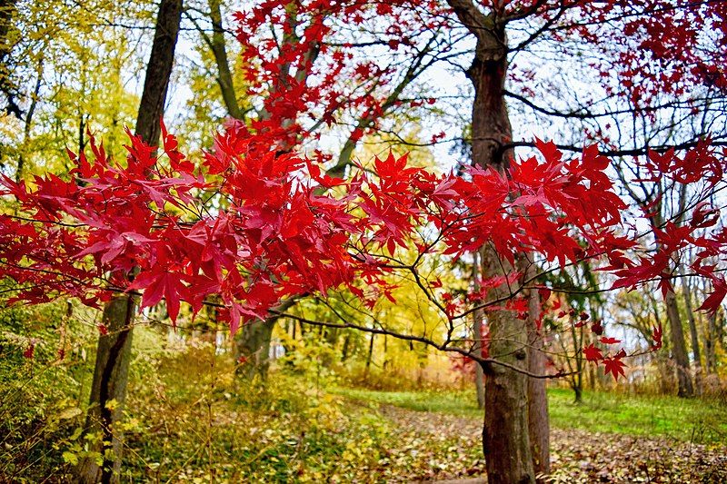 File:Hadwen Arboretum.jpg