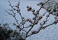 Hamamelis 'Jelena'