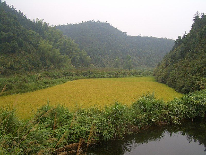 File:Hengshitan-roadside-pond-and-rice-field-9945.jpg