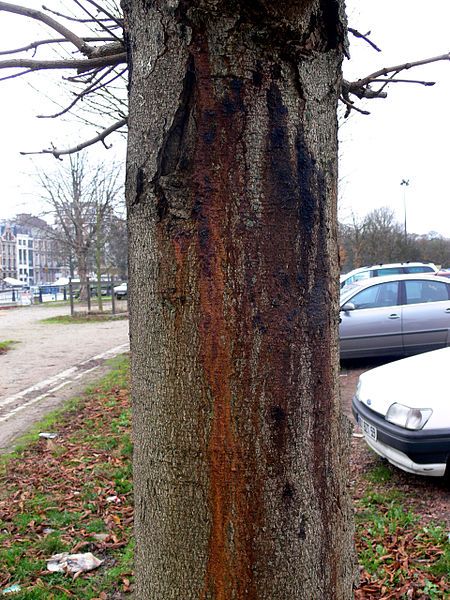 File:HorseChestnutPseudomonas3.jpg