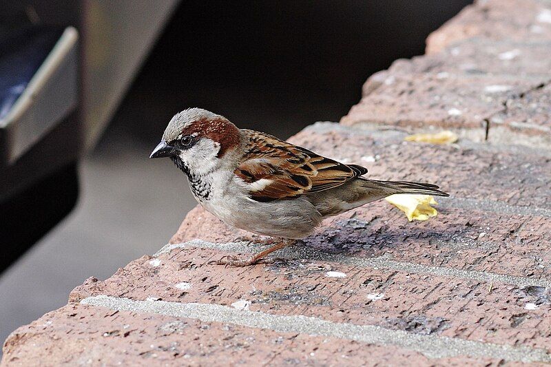 File:House sparrow.jpg