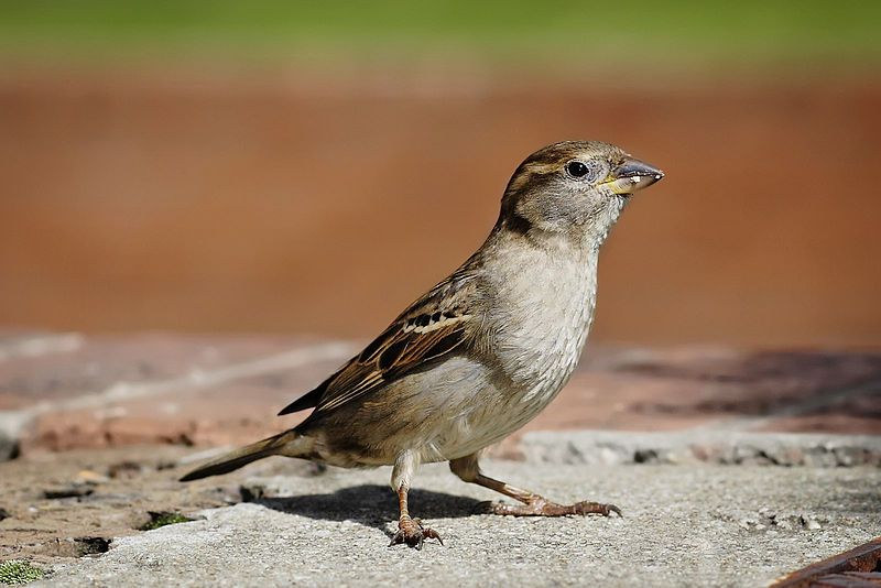 File:House sparrow03.jpg