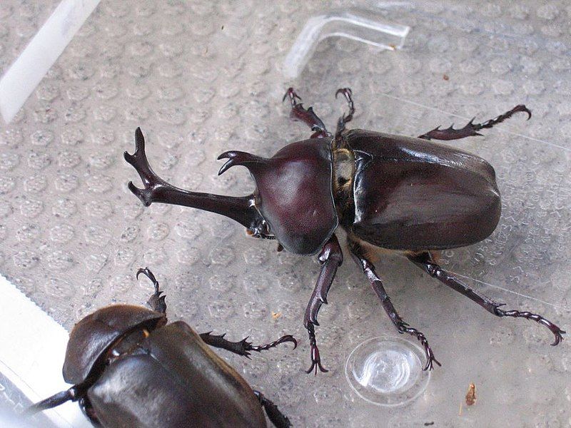 File:Kabutomushi-JapaneseBeetle-July2004.jpg