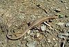 A lizard, Darevskia praticola