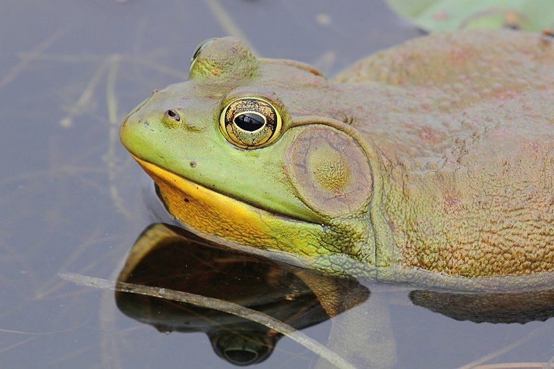 File:Lithobates catesbeianus PP.jpg