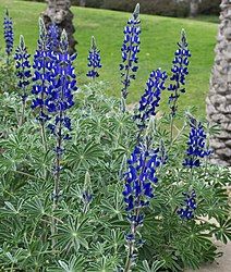 Lupinus pilosus תורמוס ההרים