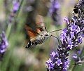 Hummingbird hawk-moth, a little confusing at first glance