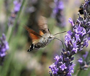 Hummingbird Hawk-moth