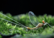 Mayfly larvae