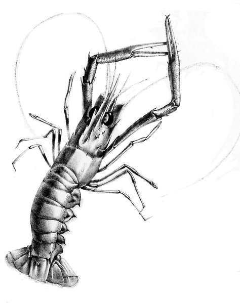 File:Metanephrops challangeri Bate.png