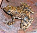 Image 26Black torrent frog Micrixalus saxicola Ranidae India (from Torrent frog)