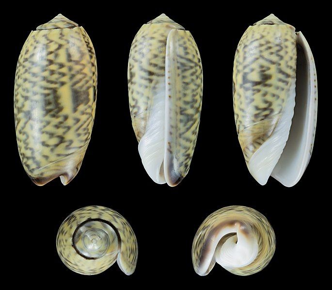 File:Oliva keenii 02.jpg