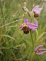 Ophrys apifera