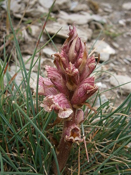 File:Orobanche alba 002.JPG