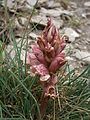 Orobanche alba