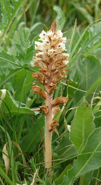 File:Orobanche picridis 210614.jpg