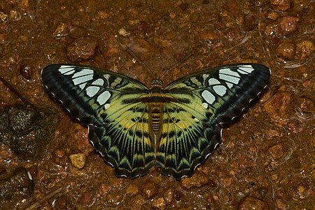 Parthenos sylvia, by Jkadavoor