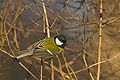 Great Tit