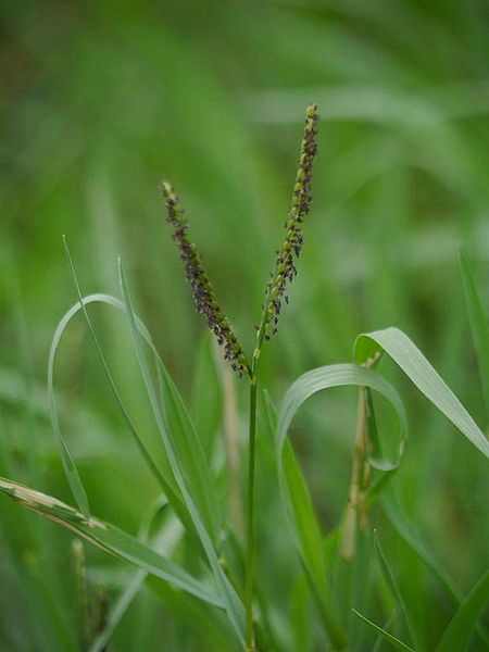 File:Paspalum distichum 01.jpg