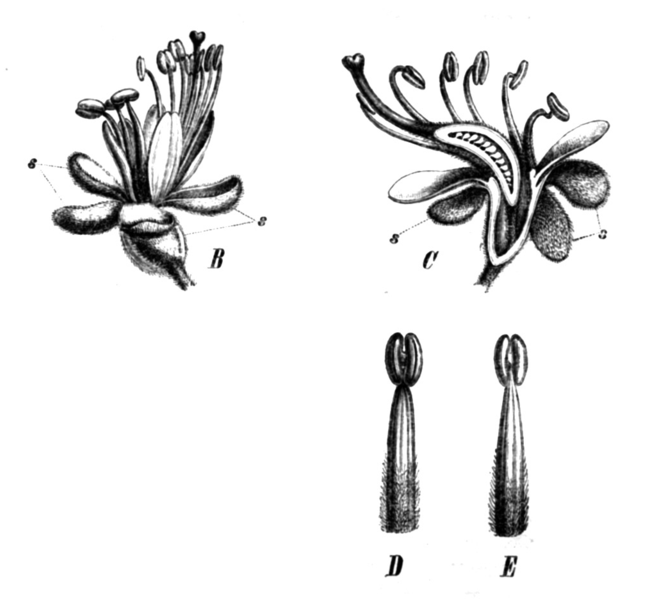 File:Peltogyne paniculata Taub78b.png