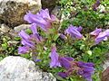 Penstemon fruticosus