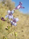 Flowers of Penstemon gibbensii