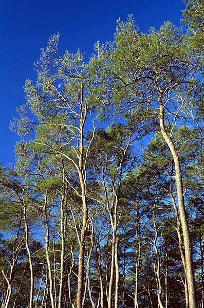 File:Pinus clausa USDAFS.jpg