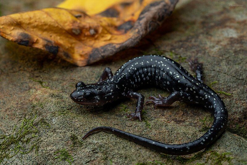 File:Plethodon kiamichi 162325964.jpg