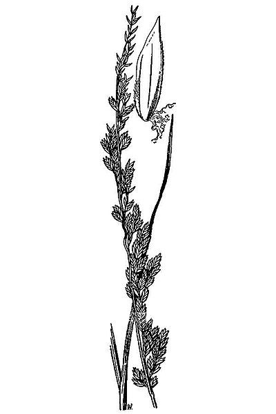 File:Poa bigelovii HC-1950.jpg