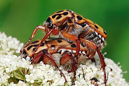 Flower chafers mating, by Fir0002