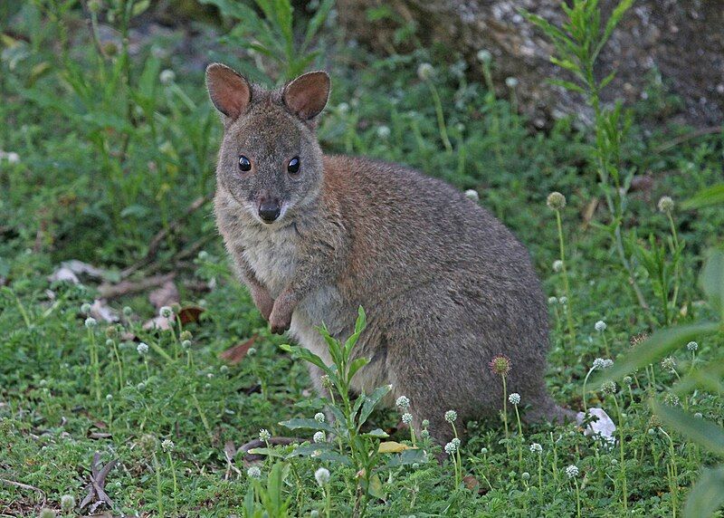 File:Red-necked Pademelon JCB.jpg