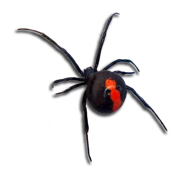 File:Redback back view.jpg