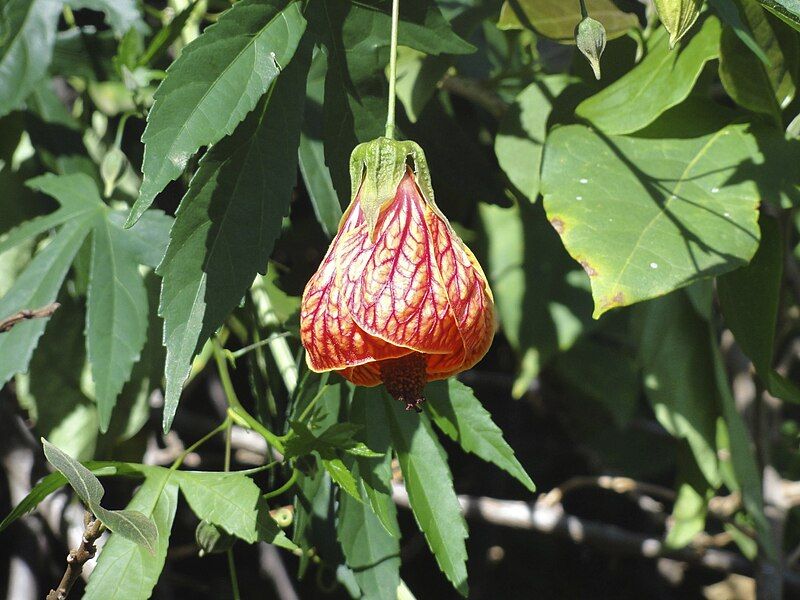 File:Redvein Abutilon.jpg