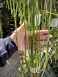 Rhipsalis lindbergiana