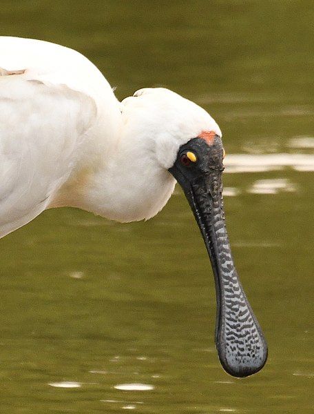 File:Royal Spoonbill 004a.jpg