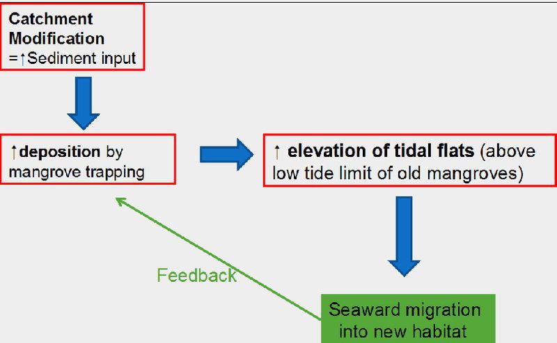 File:SEAWARD mangrove migration.jpg