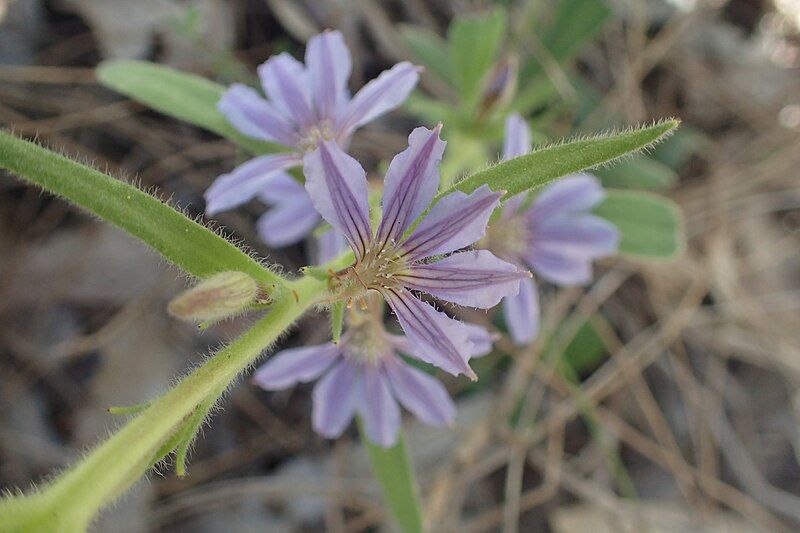 File:Scaevola anchusifolia.jpg