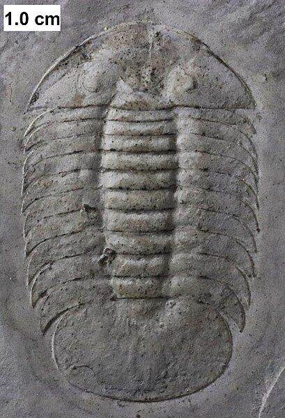 File:Scutelluid trilobite.jpg