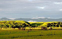 Rice fields in Seko