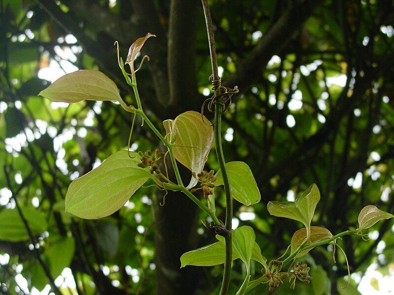 File:Smilax azorica.JPG