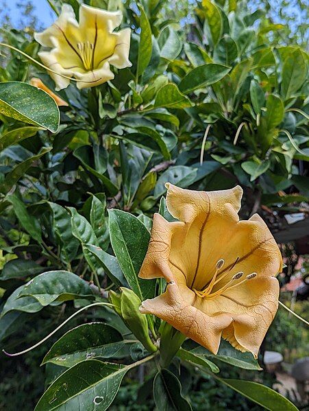 File:Solandra maxima flower.jpg