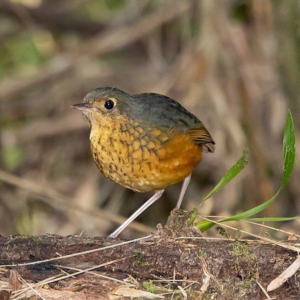 File:Speckle-breasted Antpitta (cropped).jpg