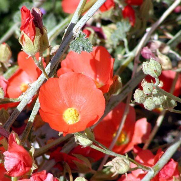 File:Sphaeralcea ambigua 0.jpg