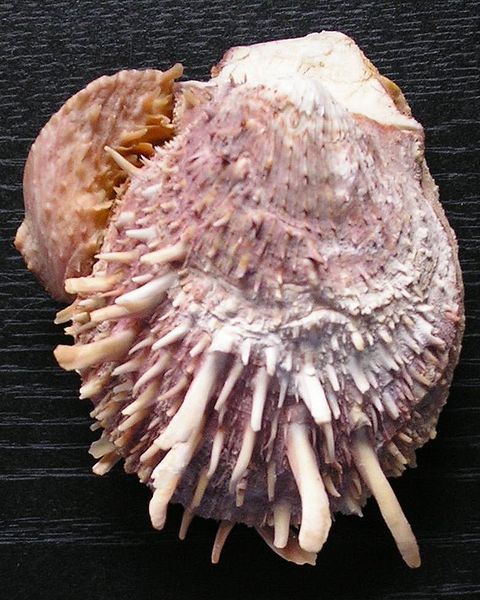 File:Spondylus sp.jpg