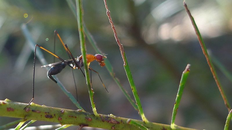 File:Stilt Fly (6922381238).jpg