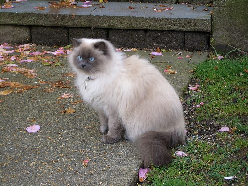 File:Strathcona-Siamese-Persian-mix-cat-3730.jpg