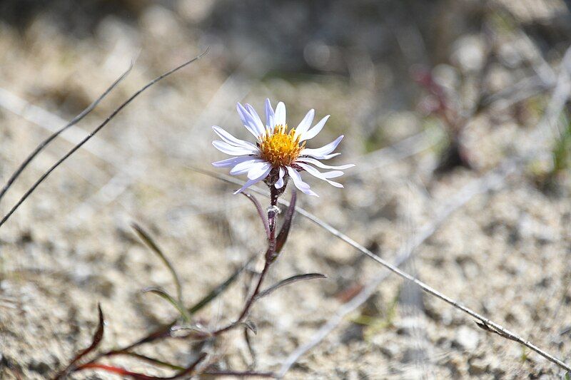 File:Symphyotrichum yukonense 324570911.jpg