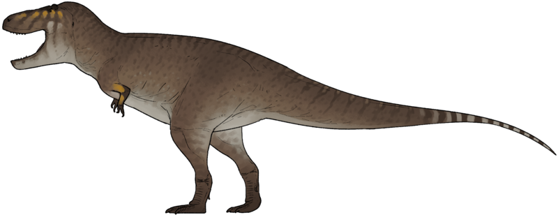 File:Tyrannosaurus mcraeensis.png